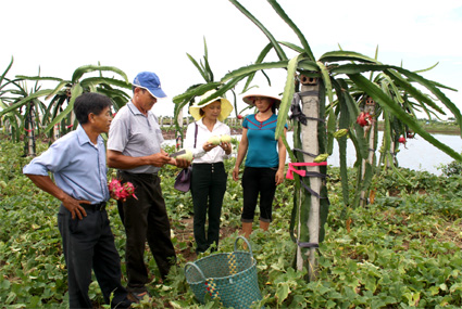 Lá cờ đầu trong xây dựng nông thôn mới ở Ninh Bình ảnh 1